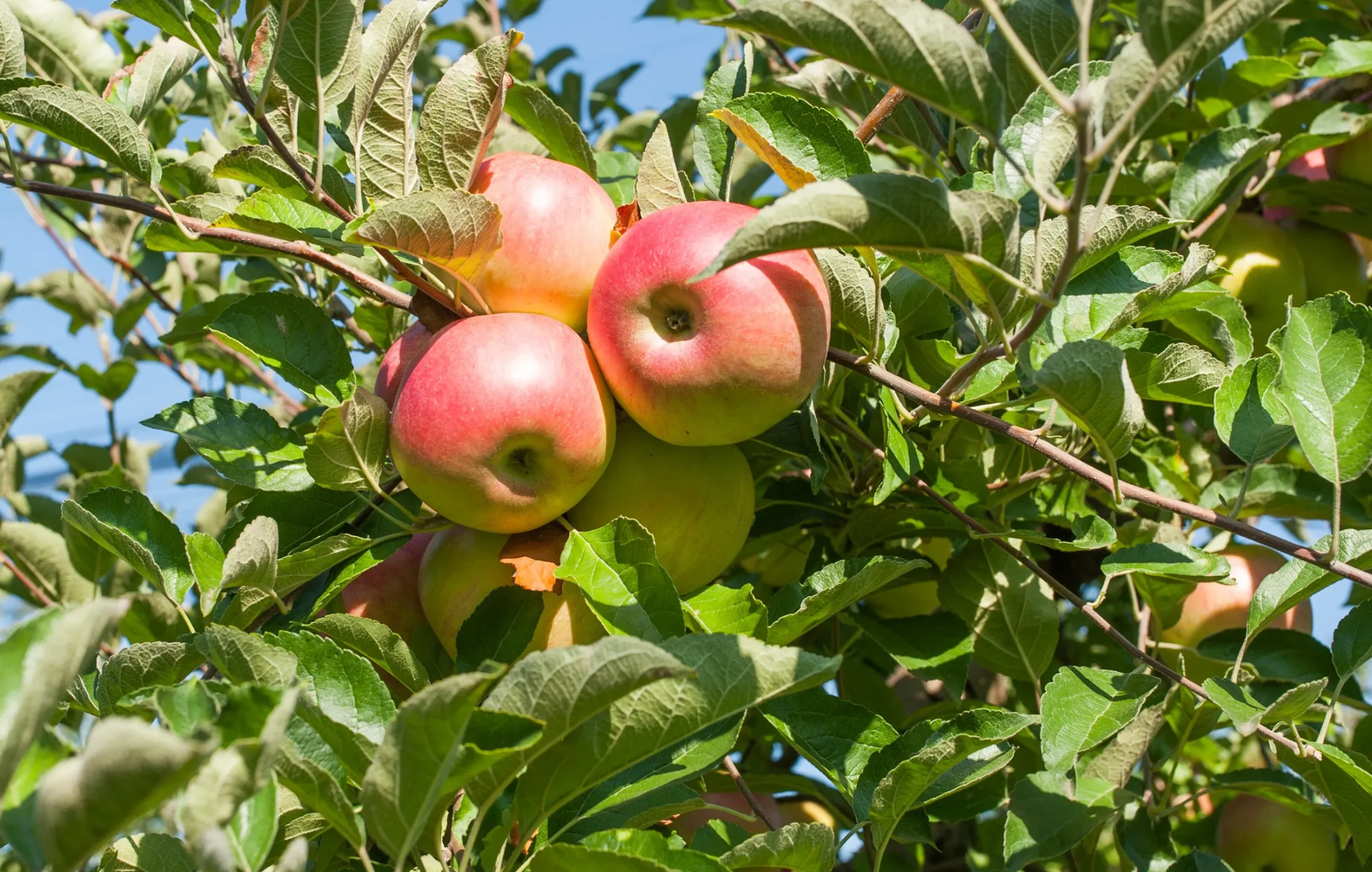 Äpple 'Kaneläpple'