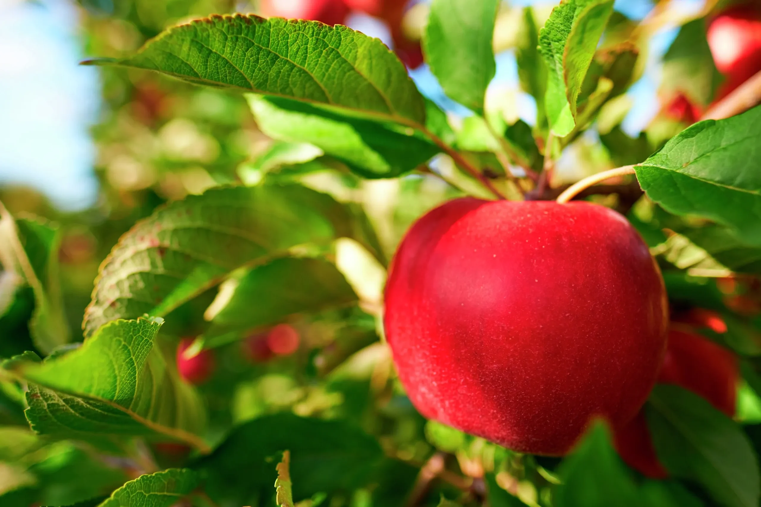 Äpple 'Katja'