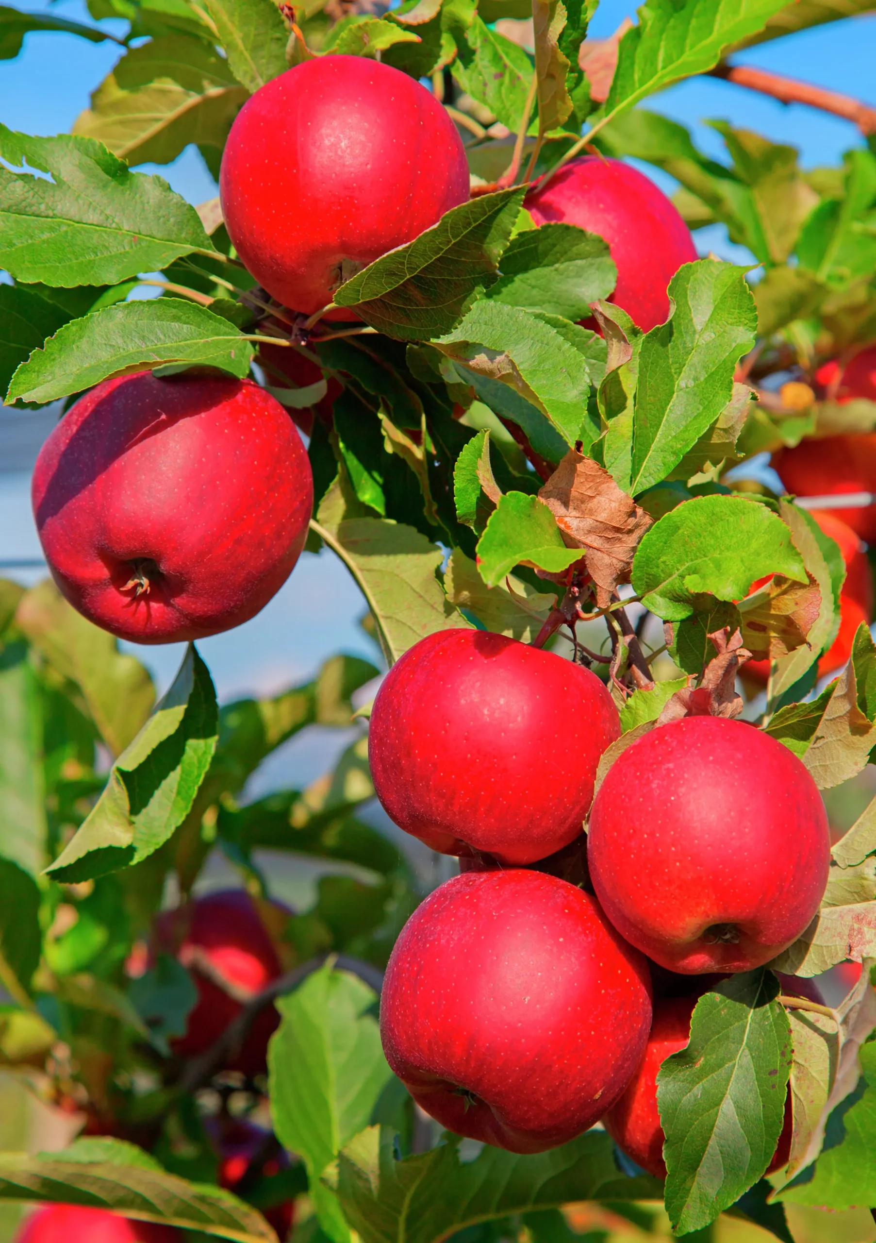 Äpple 'Katja'