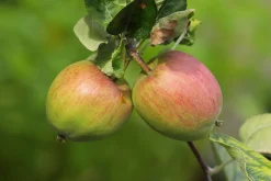 Äpple 'Åkerö' Krukodlad