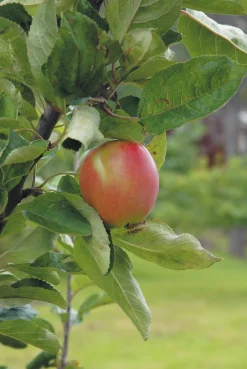 Äpple 'Åkerö' Krukodlad