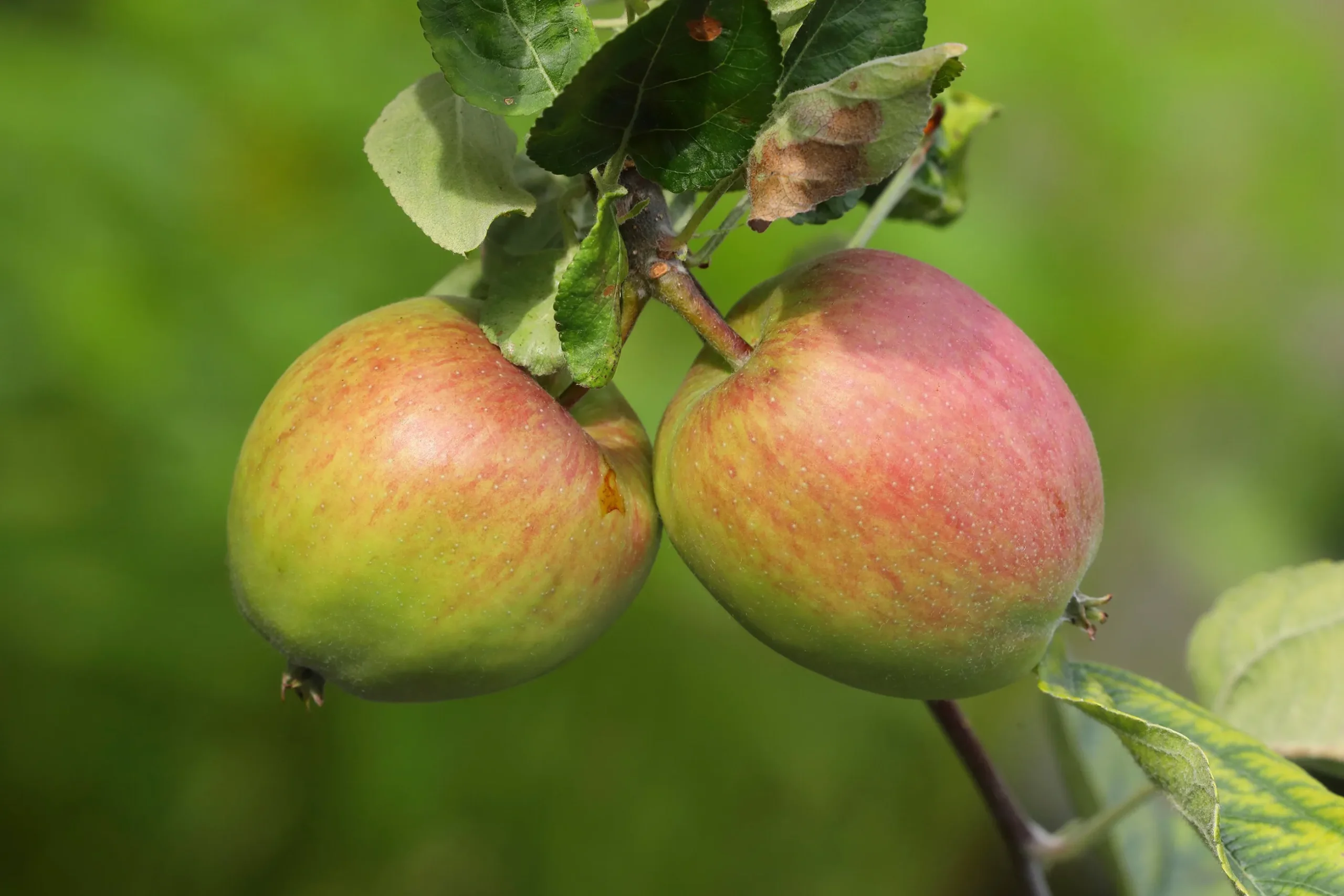 Äpple 'Åkerö' Svagväxande B9 Krukodlad
