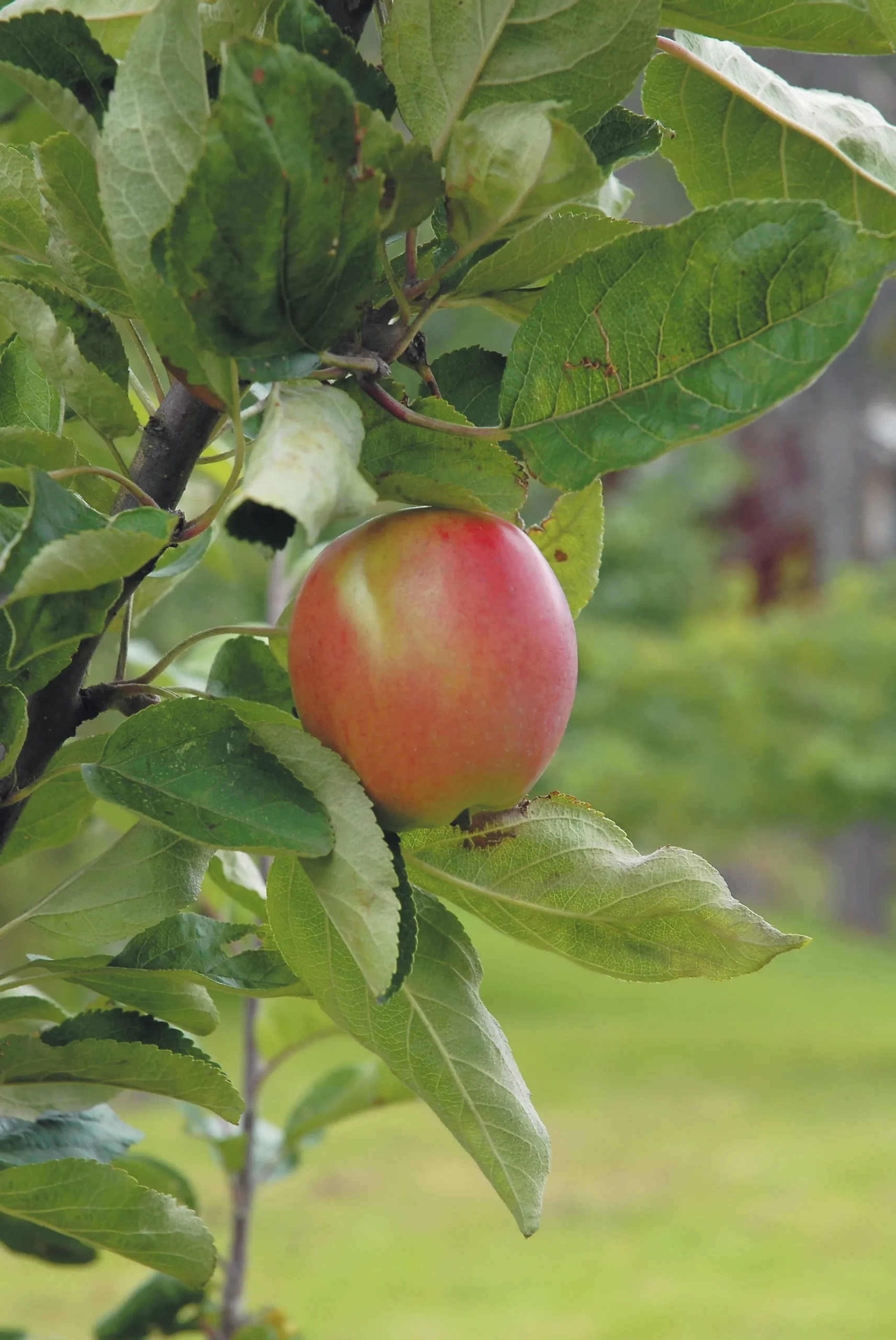 Äpple 'Åkerö' Svagväxande B9 Krukodlad
