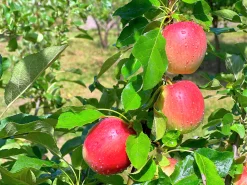 Äpple 'Lovisa'