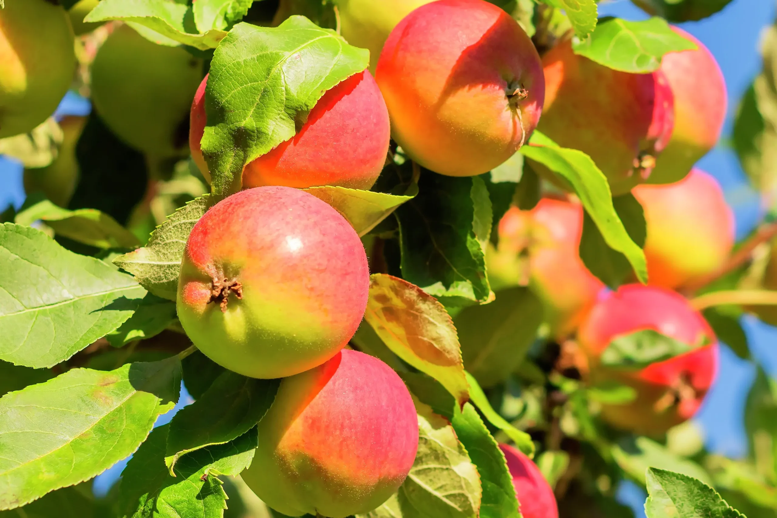Äpple 'Mantet' Krukodlad