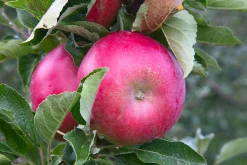 Äpple 'Mio'