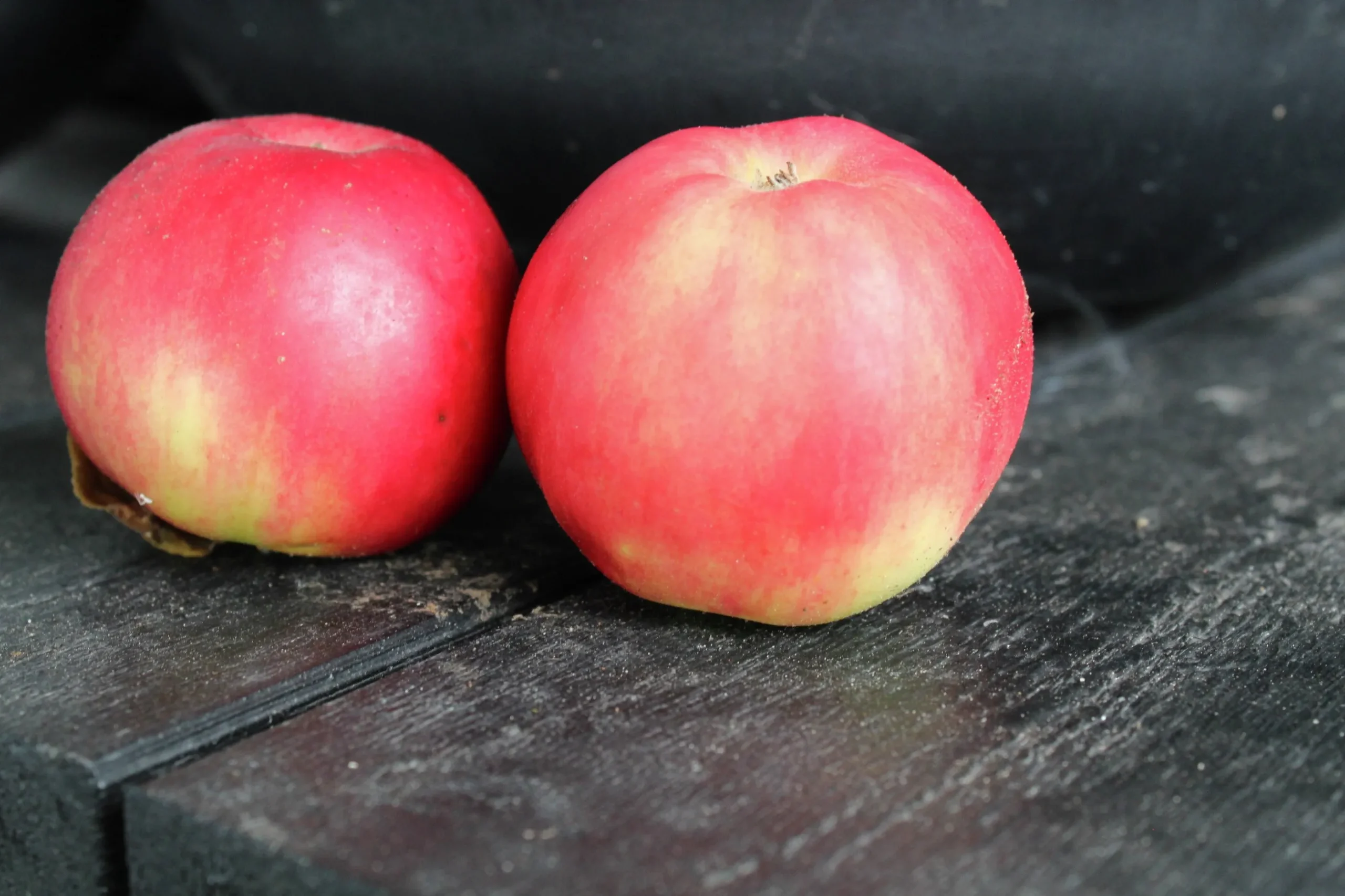 Äpple 'Mio'