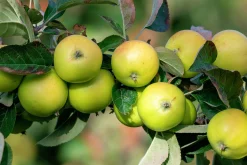 Äpple 'Oranie'