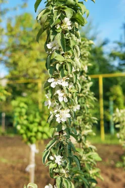 Äpple Pelarträd 'Redcats'