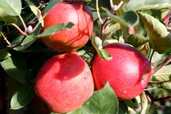 Äpple 'P.J. Bergius' syn. 'Röd Sävstaholm'