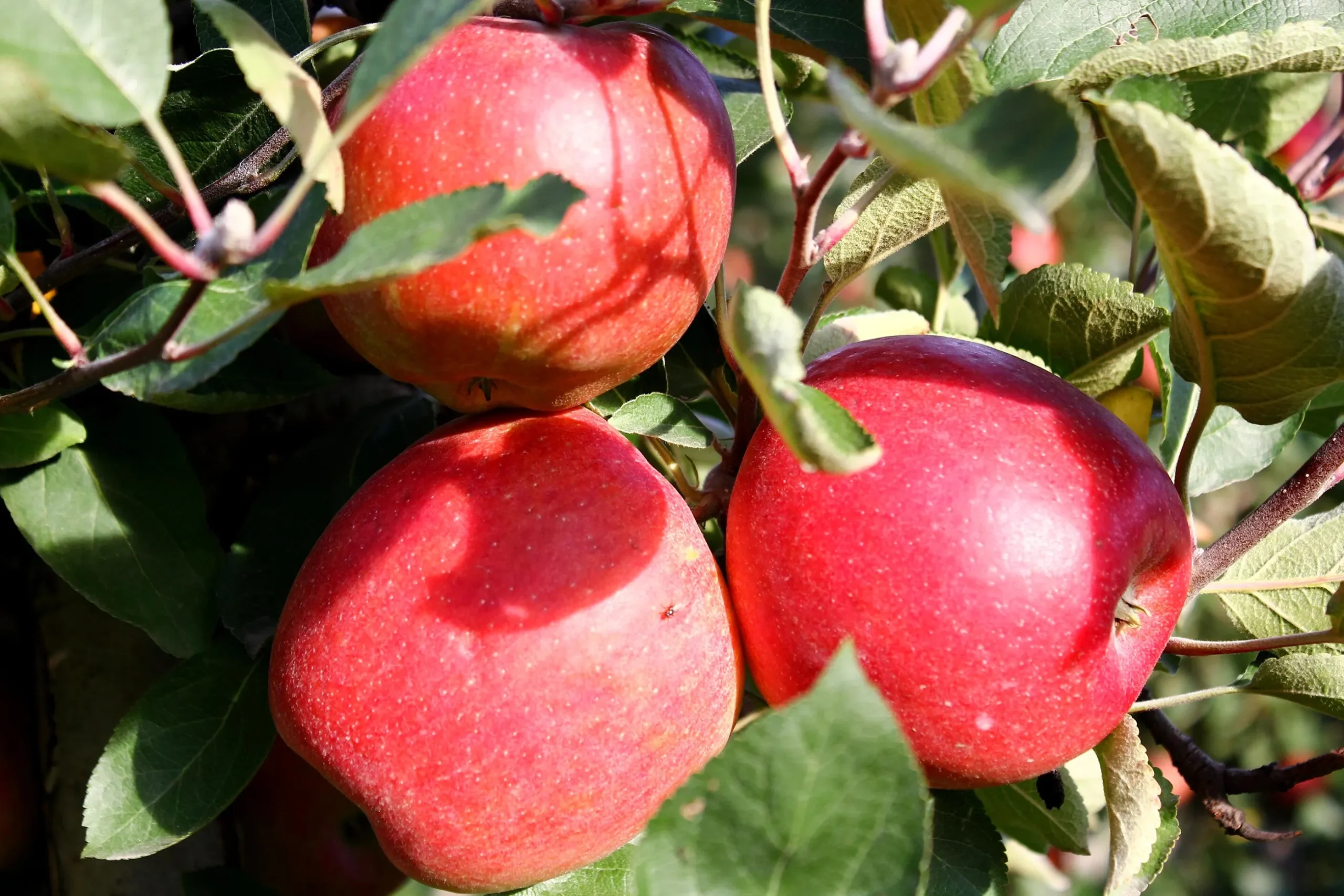 Äpple 'P.J. Bergius' syn. 'Röd Sävstaholm'