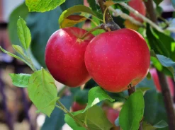 Äpple 'P.J. Bergius' syn. 'Röd Sävstaholm'