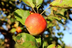 Äpple 'Queen Cox' syn. 'Cox's Orange Queen'