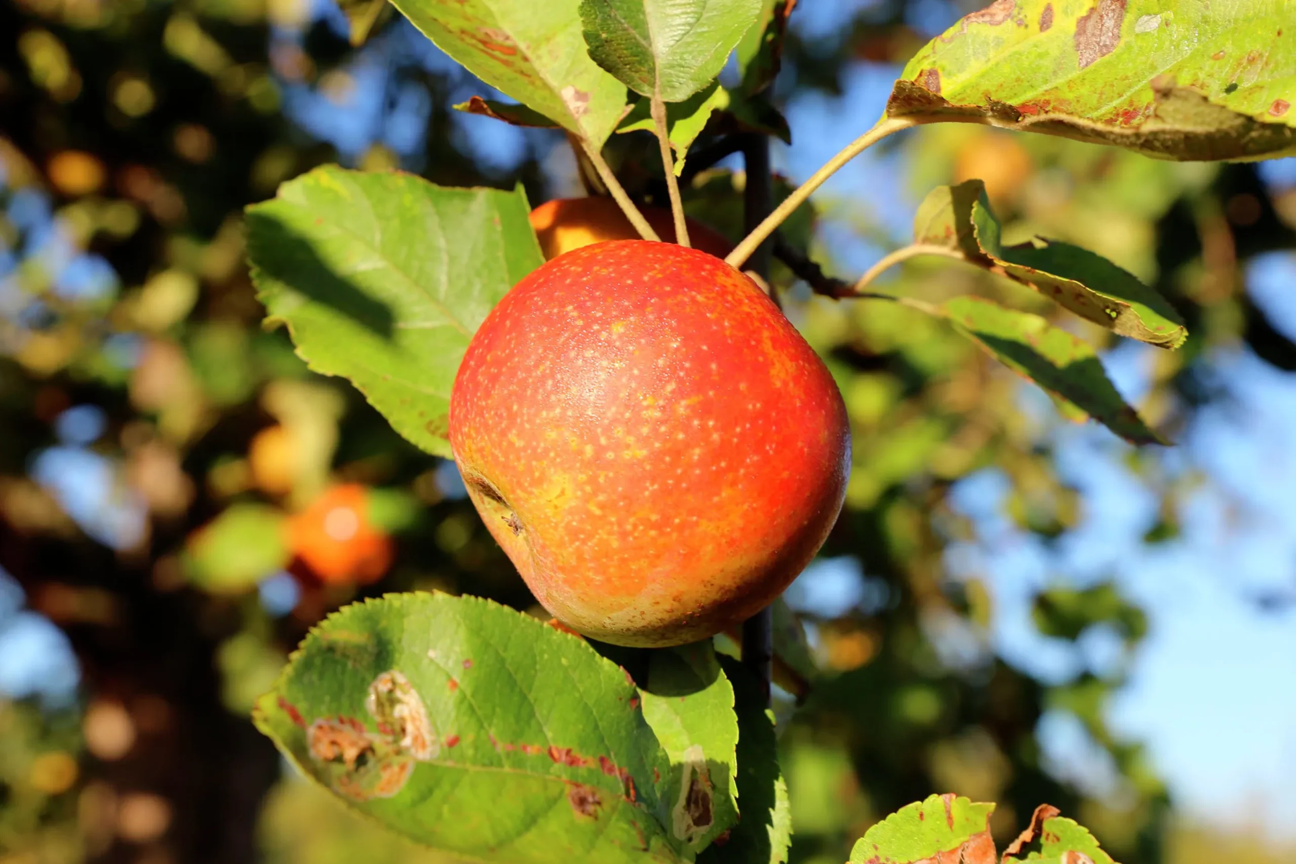 Äpple 'Queen Cox' syn. 'Cox's Orange Queen'