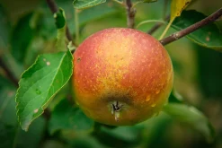 Äpple 'Queen Cox' syn. 'Cox's Orange Queen'