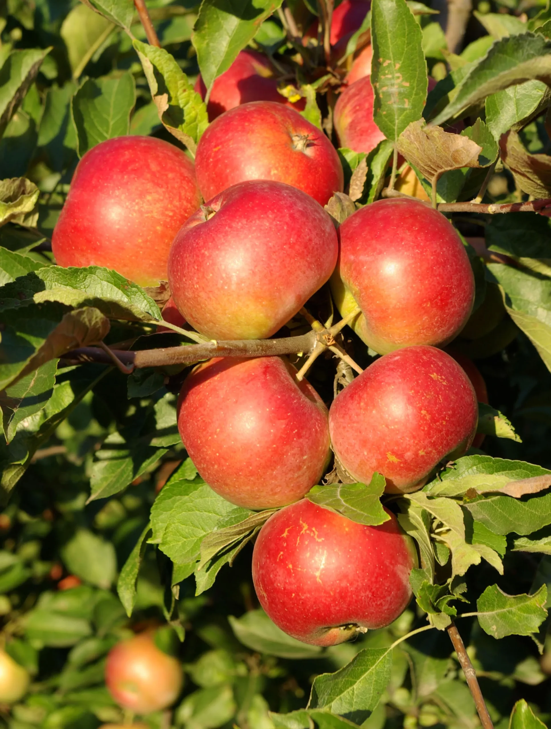 Äpple 'Queen Cox' syn. 'Cox's Orange Queen'
