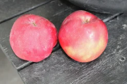 Äpple 'Rödluvan'
