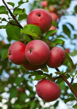 Äpple 'Rödluvan'