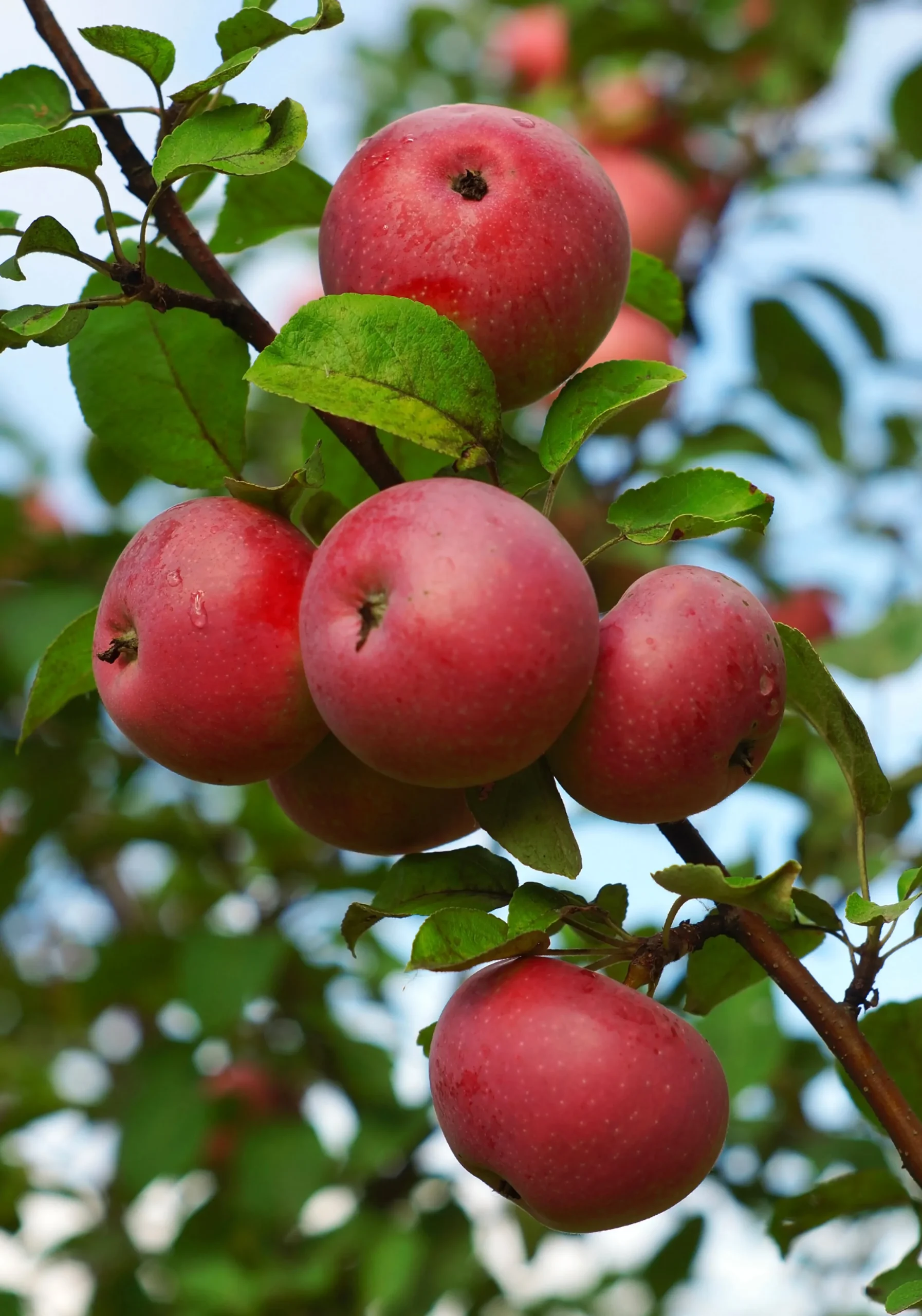 Äpple 'Rödluvan'