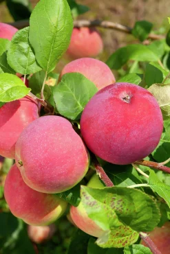 Äpple 'Röd Melba'