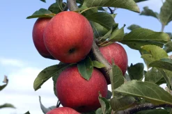 Äpple 'Röd Melba'