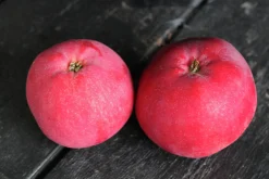 Äpple 'Röd Melba'