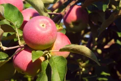 Äpple 'Röd Melba' Svagväxande
