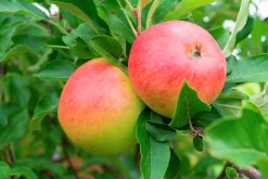 Äpple 'Rubinola'