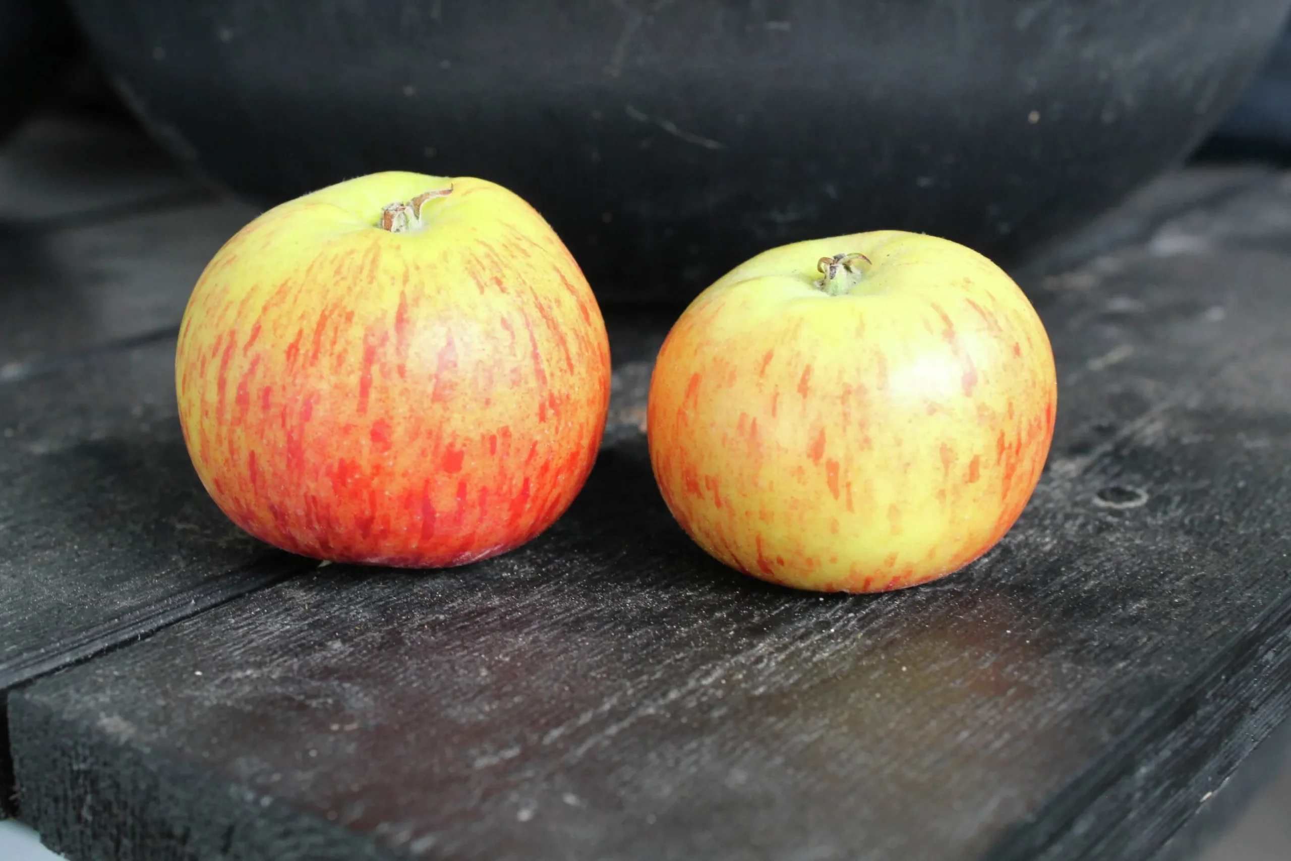 Äpple 'Rubinola'