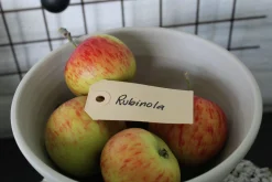 Äpple 'Rubinola'