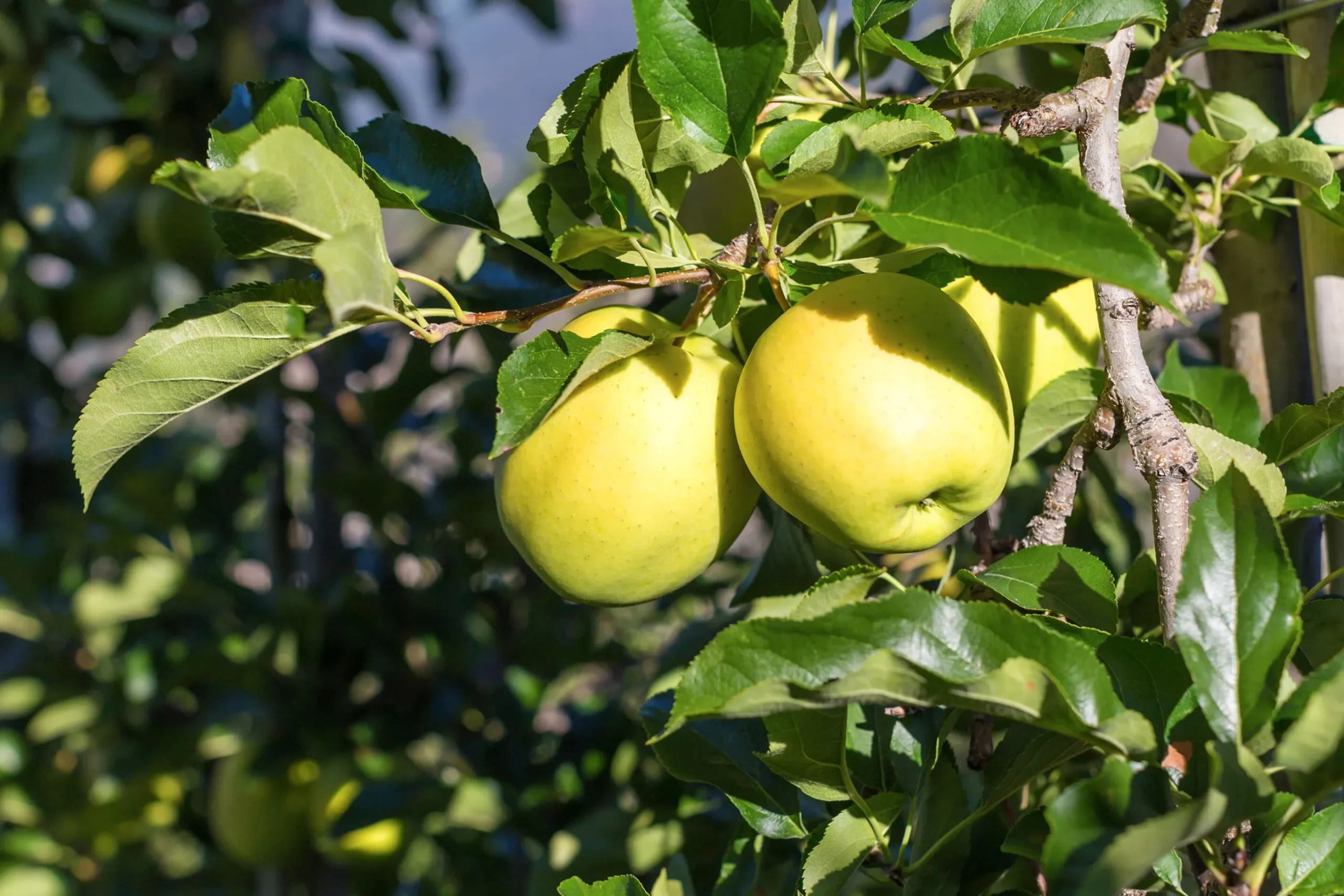 Äpple 'Silva'