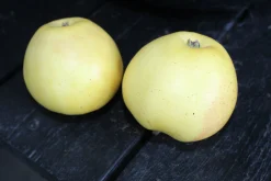 Äpple 'Silva'