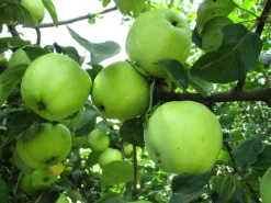 Äpple 'Silva'