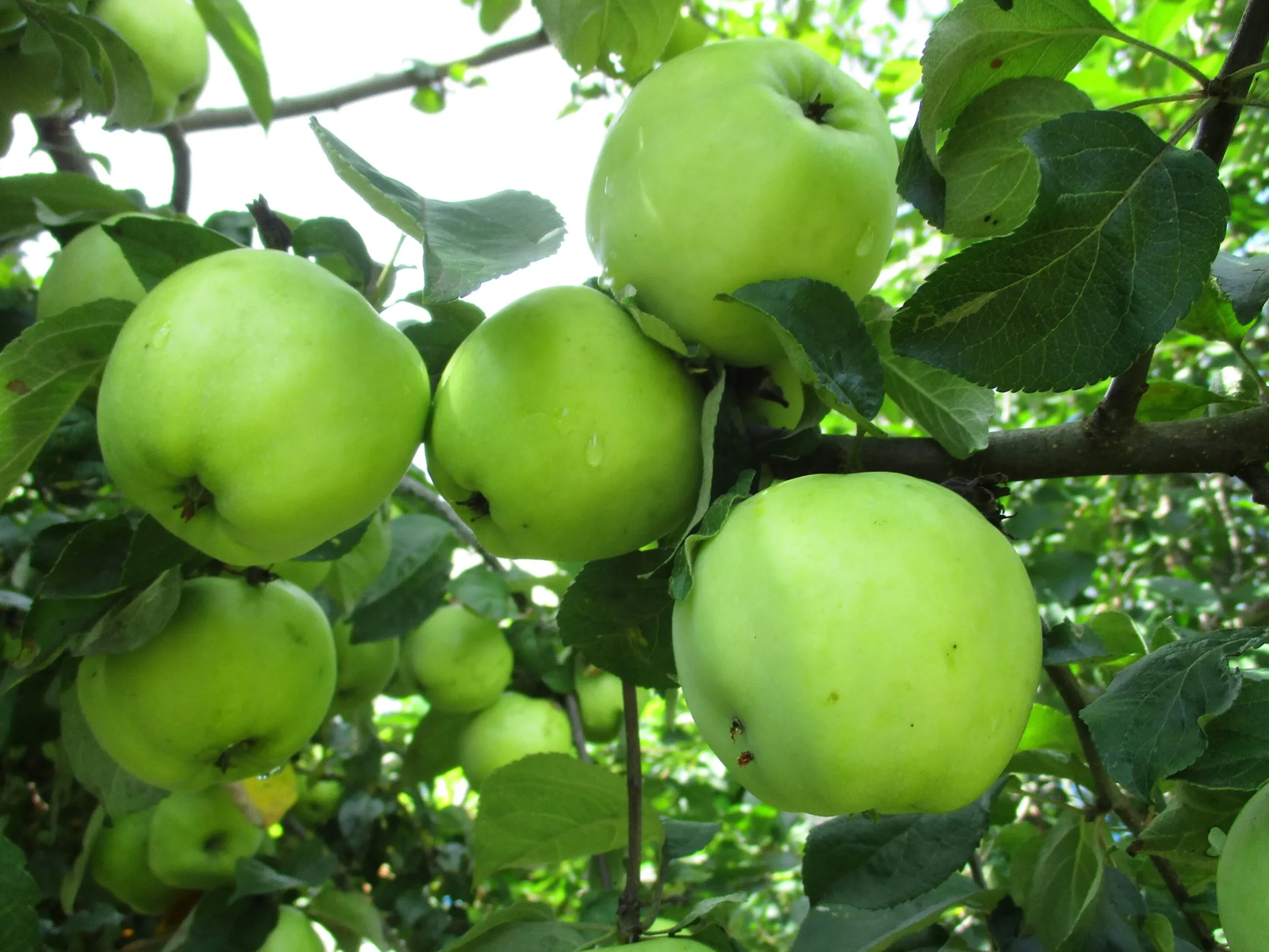 Äpple 'Silva'