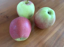 Äpple 'Summerred' Krukodlad