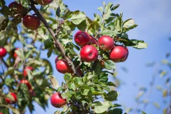 Äpple 'Summerred' Krukodlad