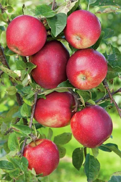 Äpple 'Summerred' Svagväxande B9 Krukodlad