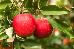 Äpple 'Summerred' Svagväxande B9 Krukodlad