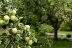 Äpple 'Transparente Blanche' Krukodlad