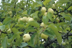 Äpple 'Transparente Blanche' Krukodlad