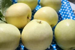 Äpple 'Transparente Blanche' Krukodlad