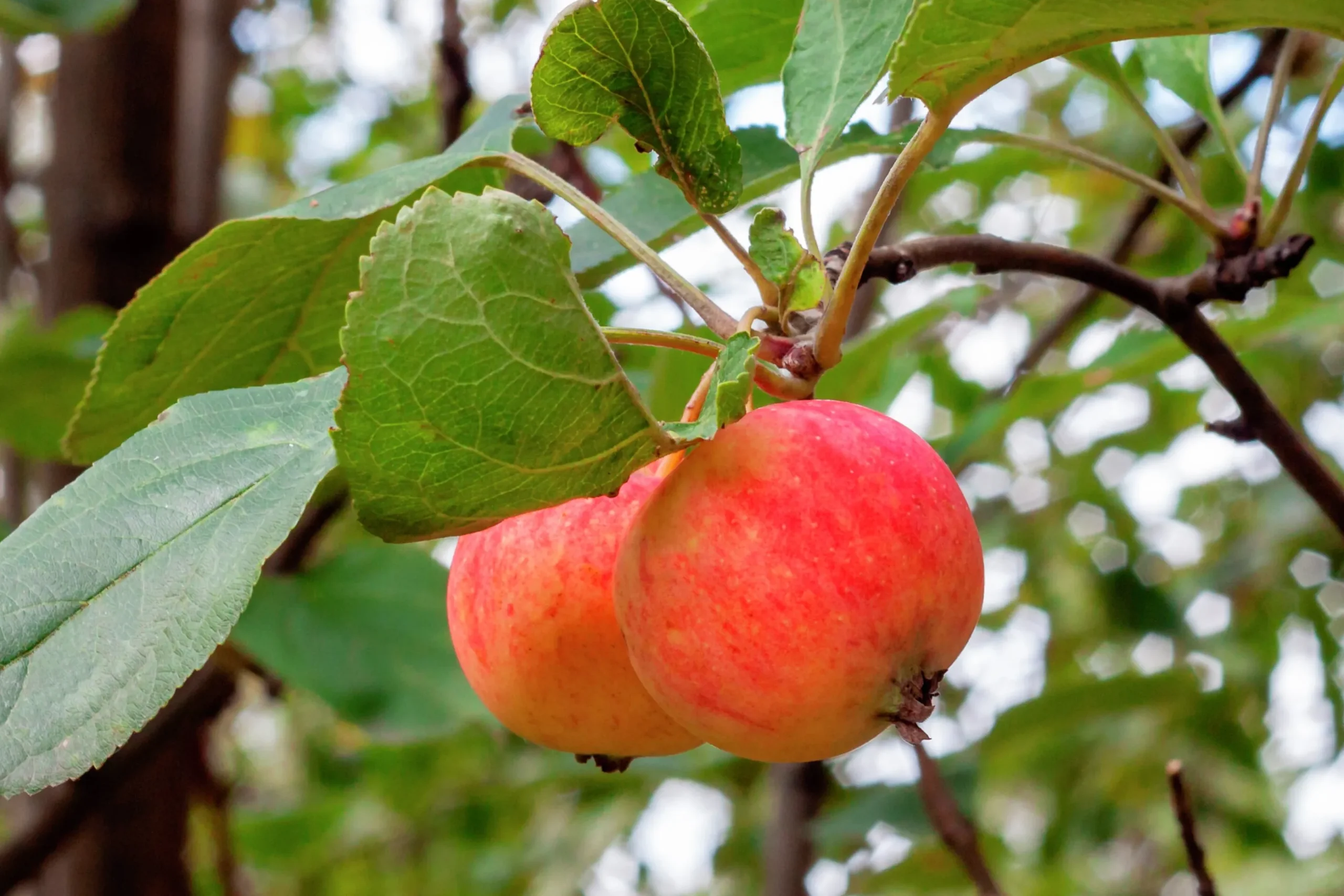 Äpple 'Trulsa' E