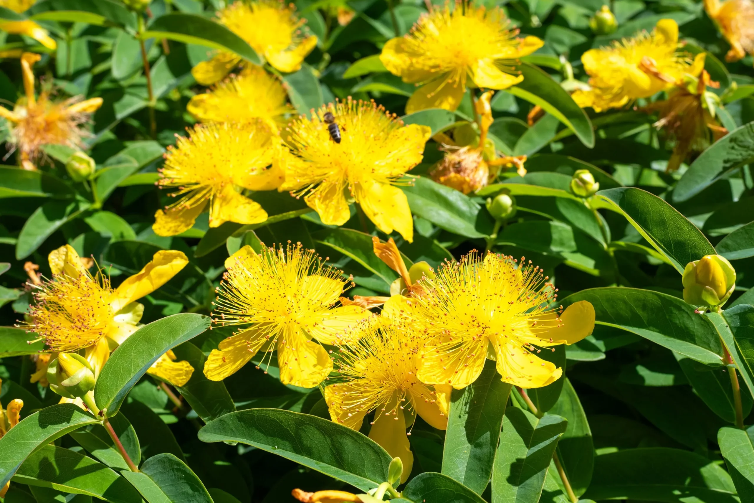 Prakthypericum D:9-11cm Krukodlad
