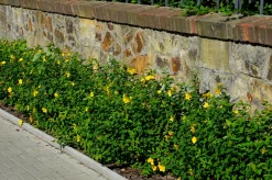 Prakthypericum D:9-11cm Krukodlad