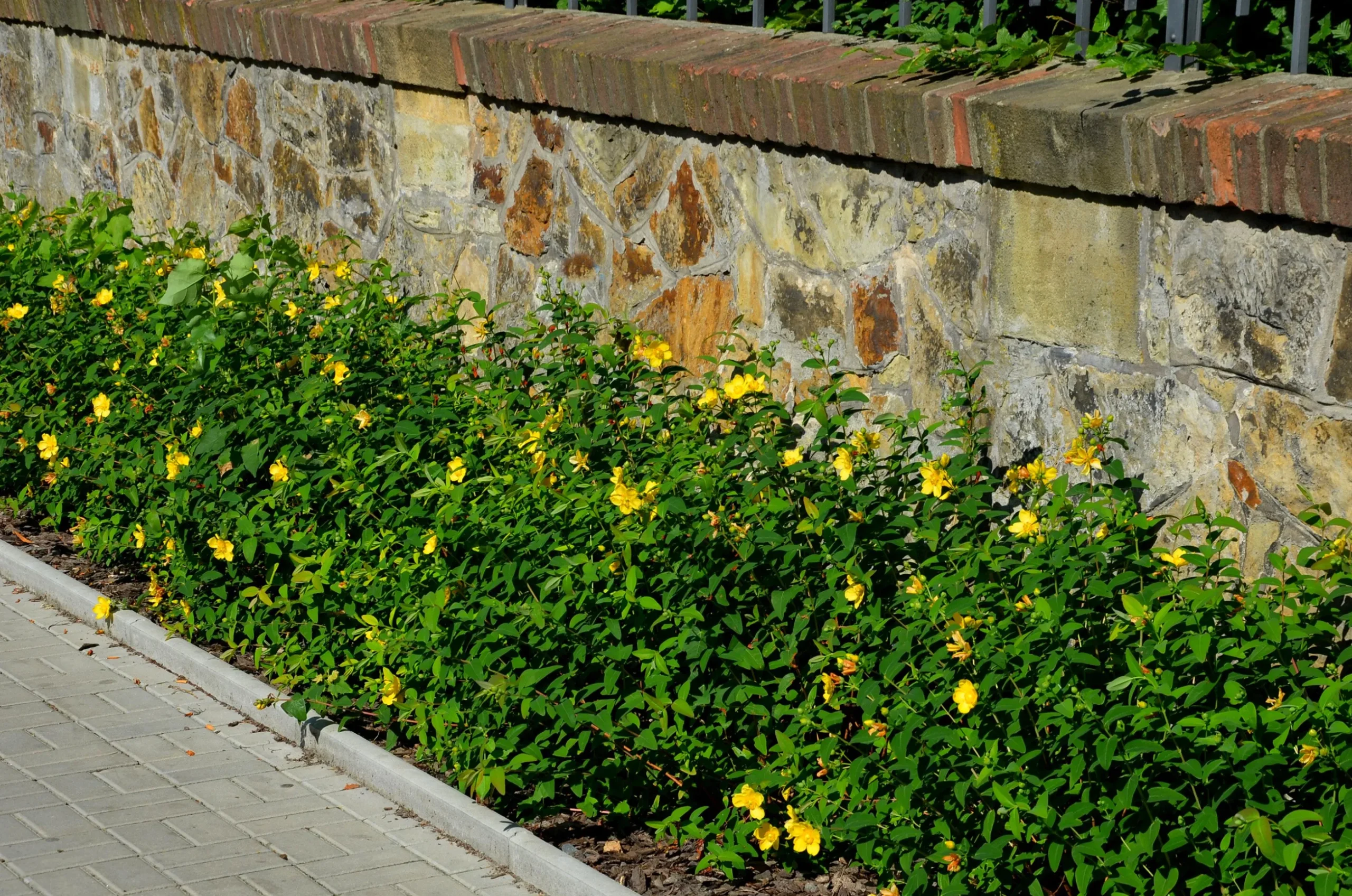 Prakthypericum D:9-11cm Krukodlad