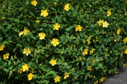 Prakthypericum D:9-11cm Krukodlad
