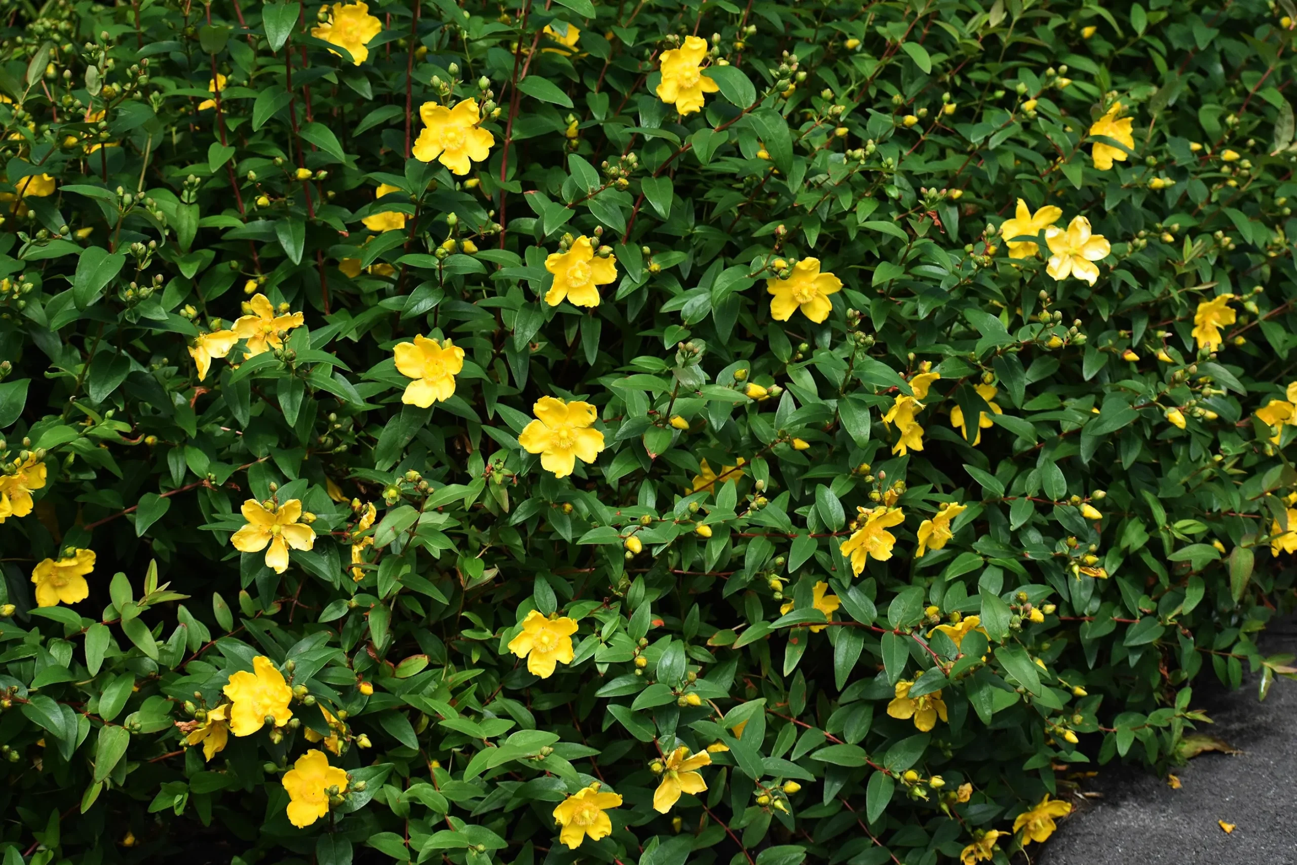 Prakthypericum D:9-11cm Krukodlad