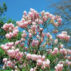 Praktmagnolia Krukodlad