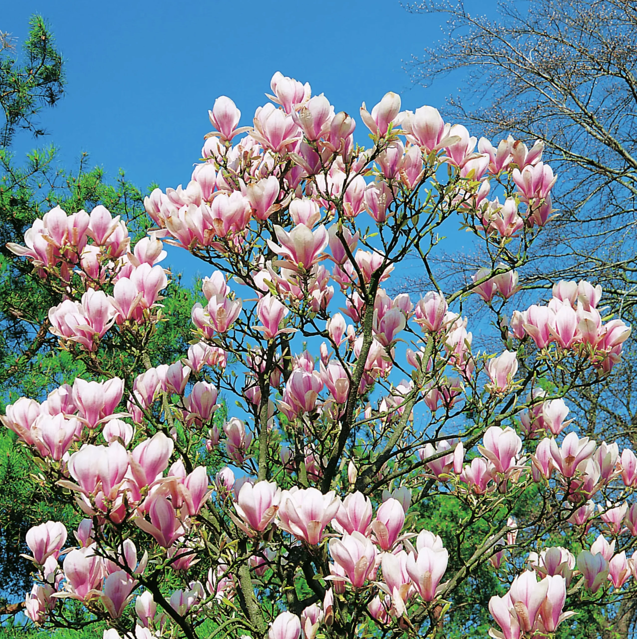 Praktmagnolia Krukodlad