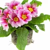 Primula lat. Primula vulgaris Mix 10,5cm